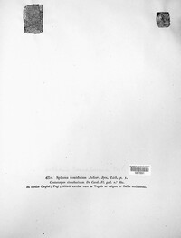Coniocarpon cinnabarinum image
